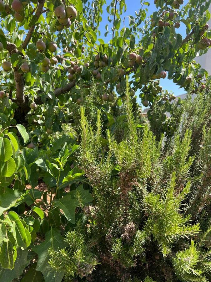 Trullo Antelmi Villa Ceglie Messapica Dış mekan fotoğraf
