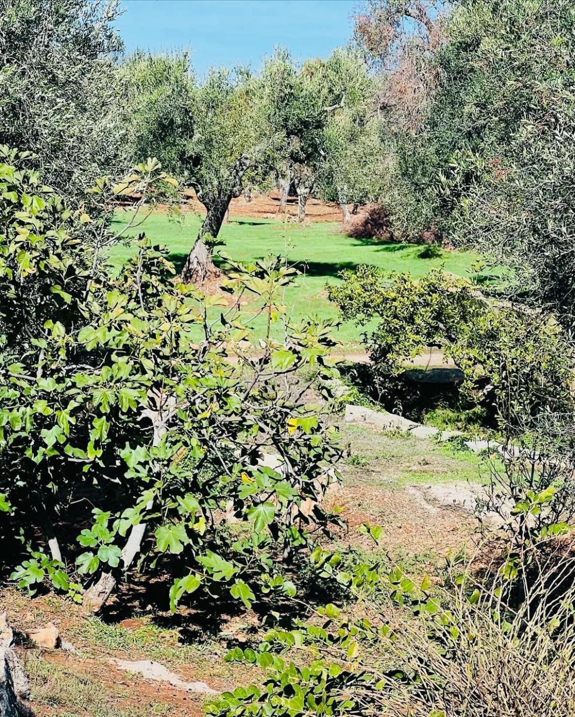 Trullo Antelmi Villa Ceglie Messapica Dış mekan fotoğraf